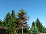 Abies sommerhus 1