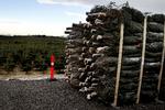 syge. Danske juletræsdyrkere plages i disse år af svampesygdommen neonectria, som koster juletræsdyrkerne millioner af kroner. 