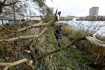 Oprydning. Det er lørdag der skal ryddes op efter storm og orkan tidligere på ugen. Søndag bliver det meget blæsende - op til kuling - og det er ikke oplagt vejr til udendørs oprydning. 
