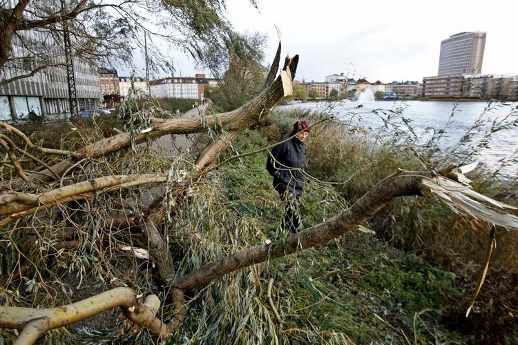 Oprydning. Det er lørdag der skal ryddes op efter storm og orkan tidligere på ugen. Søndag bliver det meget blæsende - op til kuling - og det er ikke oplagt vejr til udendørs oprydning. 