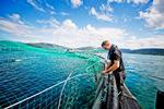 Kæmpebrug. De norske havbrug indeholder op mod 200.000 fisk, spærret inde bag net. Nettene forhindrer ikke lus i at sprede sig, og ofte undslipper der laks ud i naturen. Dette brug tilhører Marine Harvest, verdens største opdrætsfirma. Foto: Marine Harvest 