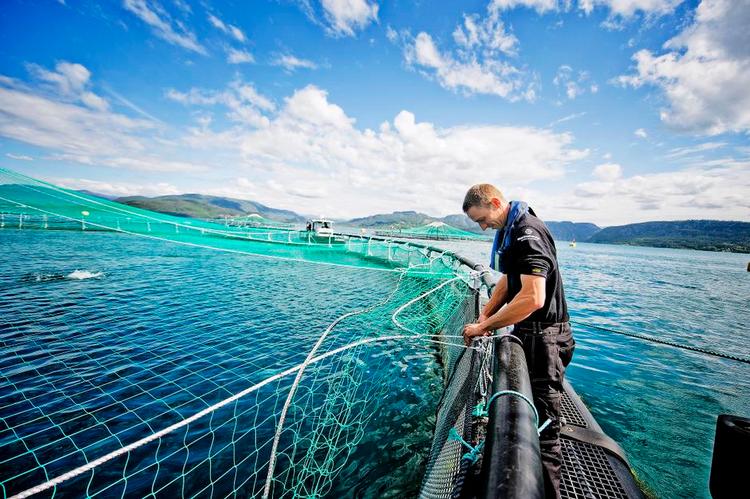 Kæmpebrug. De norske havbrug indeholder op mod 200.000 fisk, spærret inde bag net. Nettene forhindrer ikke lus i at sprede sig, og ofte undslipper der laks ud i naturen. Dette brug tilhører Marine Harvest, verdens største opdrætsfirma. Foto: Marine Harvest 