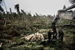 Stormoffer. Bommelund Plantage ved Padborg blev hårdt ramt af stormen 