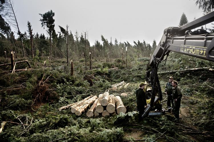 Stormoffer. Bommelund Plantage ved Padborg blev hårdt ramt af stormen 
