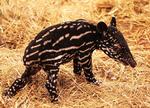 Tapir