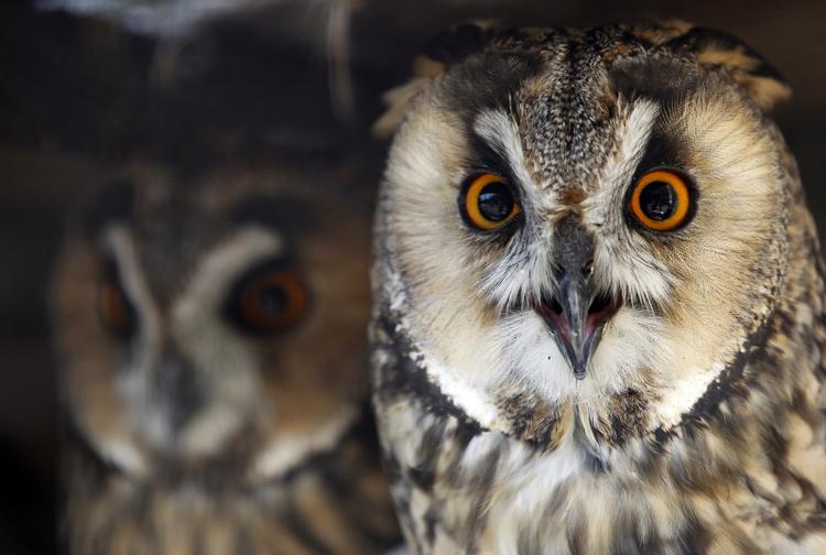 Dyreliv. I Japan bor en del mennesker så trangt, at de ikke kan holde husdyr. På dyre cafeer kan japanerne komme helt tæt på eksempelvis ugler. 