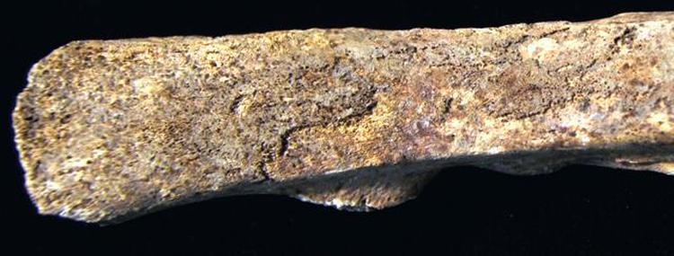 SYGDOMS-DNA. Det var i undersøgelsen af HGO-53's jordiske rester, at forskerne fandt beviser for tuberkulosesmitte. 