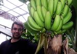 Frugt. Elias Oskarsson med en klase af de bananer, der dyrkes i islandske drivhuse med varme fra den vulkanske undergrund. 