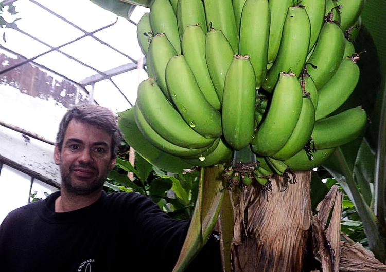 Frugt. Elias Oskarsson med en klase af de bananer, der dyrkes i islandske drivhuse med varme fra den vulkanske undergrund. 