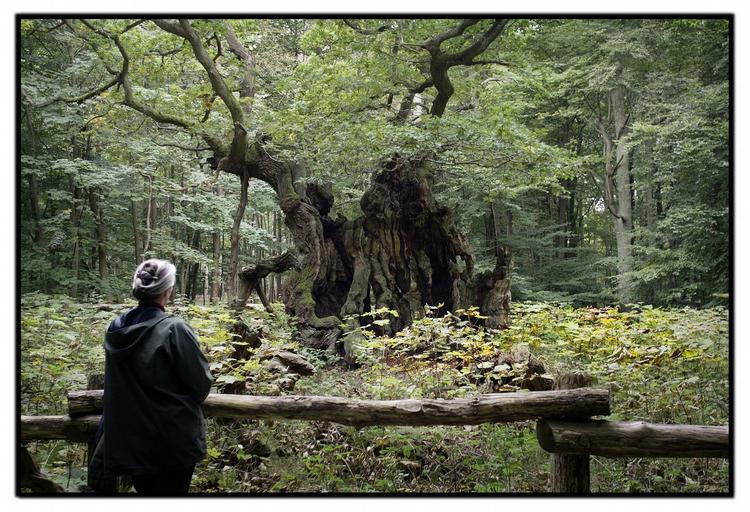 natur. Der er tegn på, at Ida Auken vil løfte den naturdagsorden, der har været ventet og savnet, skriver Rune Engelbreth. Her billede af kongeegen i Nordskoven ved Jægerspris. 