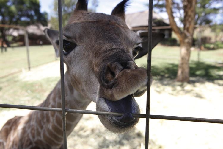 Snyd. Ifølge en viral kampagne på Facebook er billeder af giraffer fra Googles billedtjeneste virusbefængte. Dette billede er ikke fra Google. 
