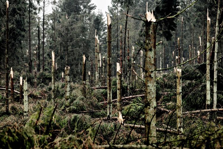 Knæk. Bommelund Plantage ved Padborg blev hårdt ramt af stormen i oktober. Men der er ingen erstatning på vej. 