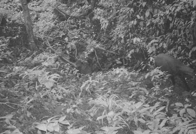 SKJULT KAMERA. Her er billedet, der begejstrer: En vu quang-okse fouragerer i junglen i Vietnam. 