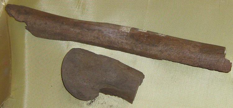 Mammutknogle. Denne 1,8 kilo tunge lårbensknogle fra en sibirisk mammut skaffede det urgamle dna, som ph.d. Søren Overballe-Petersen brugte i sit forsøg af nulevende bakteriers evne til at optage urgammelt dna. - Foto: 