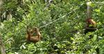 Skudlinjen. Bevæbnet med kameralinser sættes jagten på næseaber ind, men de gemmer sig, vi kommer derfor hjem med billeder af orangutanger fra Shangri-La Rasa Ria Resorts naturreservat. 