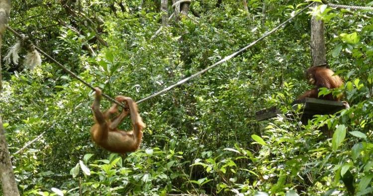 Skudlinjen. Bevæbnet med kameralinser sættes jagten på næseaber ind, men de gemmer sig, vi kommer derfor hjem med billeder af orangutanger fra Shangri-La Rasa Ria Resorts naturreservat. 