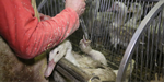 Reaktion. Løgismose, der driver flere fornemme restauranter, vil efter ny dokumentation af dyremishandling ikke længere importere foie gras. Fotoet er fra den britiske dyreværnsorganisation Vivas besøg hos andelever-producenten Ernest Soulard. 