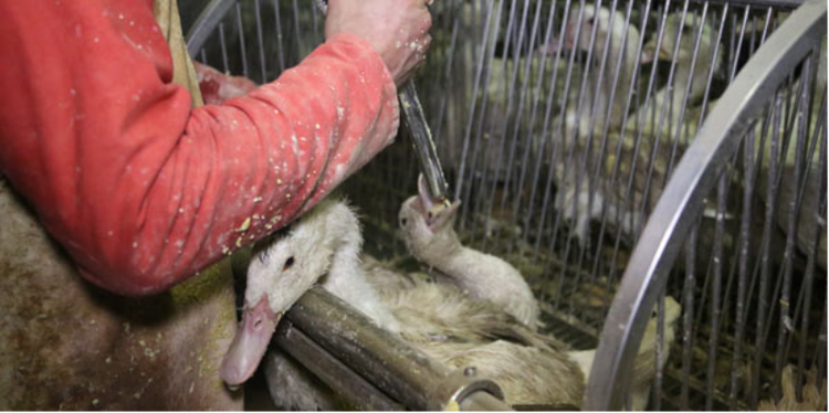 Reaktion. Løgismose, der driver flere fornemme restauranter, vil efter ny dokumentation af dyremishandling ikke længere importere foie gras. Fotoet er fra den britiske dyreværnsorganisation Vivas besøg hos andelever-producenten Ernest Soulard. 
