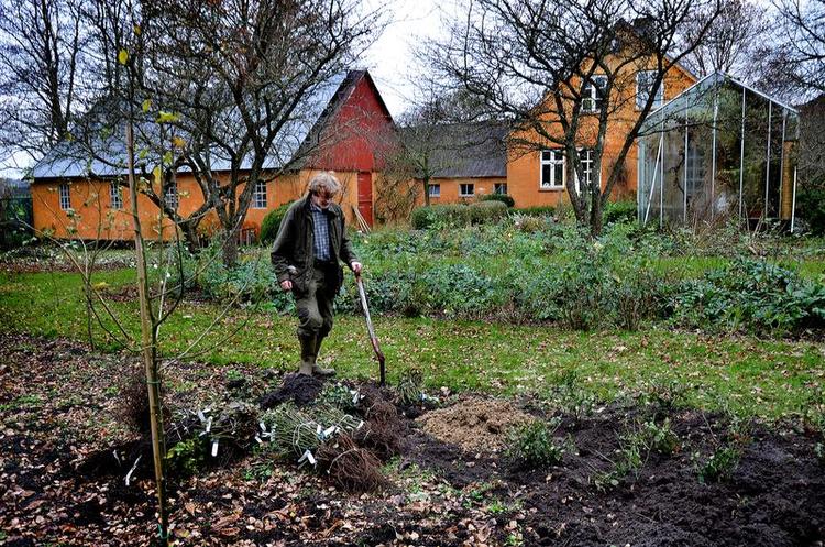 Optimale forhold. Lørdag 16. november var der premiere på tilplantningen af det nye rosenbed. Roserne var købt, der var hentet lerjord, spaden var slebet, og vejret var gråt og vådt. Nu skal vi have vores optimale rosenbed, som forhåbentlig varer resten af livet. Foto: Cathrine Becher 