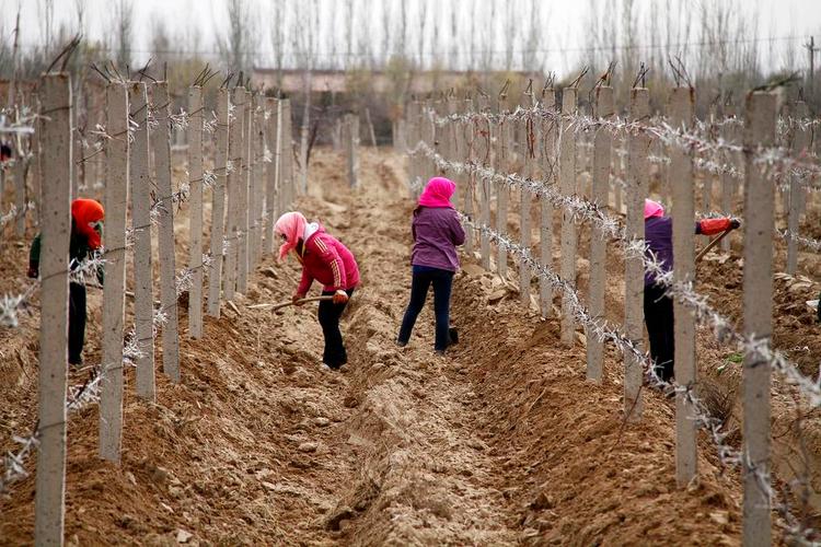 <cutline_leadin>gyldne <240>druer.</cutline_leadin> Dyr <240>rødvin er det nye investeringsobjekt for rige kinesere, som også gerne opkøber marker i Frankrig. <fotograf><240>Foto: Miracle Film</fotograf> 