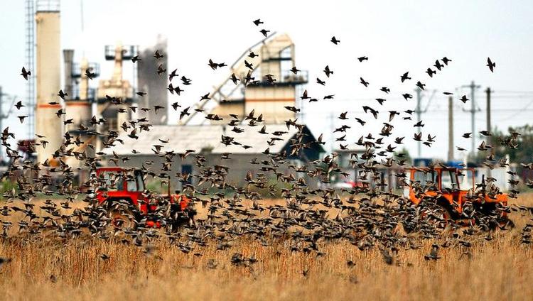 Rumænien. I Rumænien ejer Ingleby Farm &amp; Forests 11.493 hektar jord fordelt på tre landbrug. Billedet med stæreflokken og de to traktorer stammer fra en mark, som ikke tilhører selskabet. 