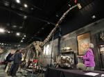 Solgt. Den 17 meter lange og seks meter høje dinosaur, der blev solgt på auktion i dag,  er et af de meget få komplette diploducus-skeletter, der er fundet til dato. 
