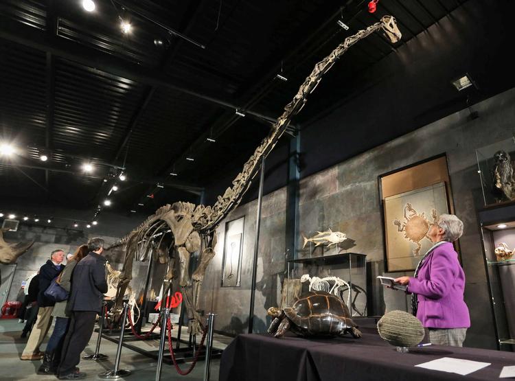 Solgt. Den 17 meter lange og seks meter høje dinosaur, der blev solgt på auktion i dag,  er et af de meget få komplette diploducus-skeletter, der er fundet til dato. 