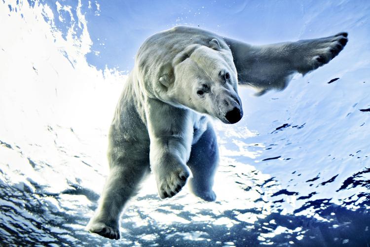 Isbjørne-topmøde. I dag er det besluttet, at der skal forskes i isbjørne, så de kan reddes fra at komme i karambolage med mennesker og industri, der ødelægger deres habitat. 