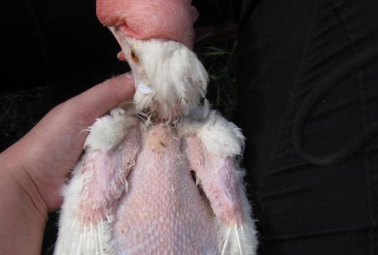 PILLET. Her ses et af de grellere eksempler på burhøns fra dansk æggeproduktion. (privatfoto) 