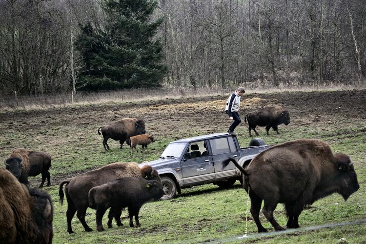 VOVET. Niels Henrik Ove havde vanskeligt ved at få godkendt bisonoksen af myndighederne, men det lykkedes. I dag har han flere hundrede dyr. 