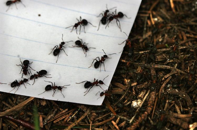 Invasion. En læser opdagede i sommers, hvordan en flok myrer overtog en anden myretue. 