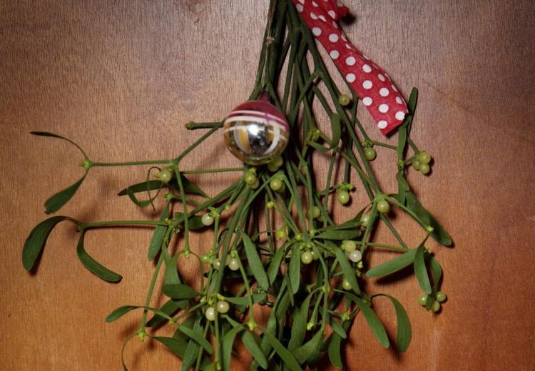 Helsemiddel. Misteltenen har i århundreder været brugt til medicinske formål. I Tyskland bruges den blandt andet til behandling af kræftpatienter. 