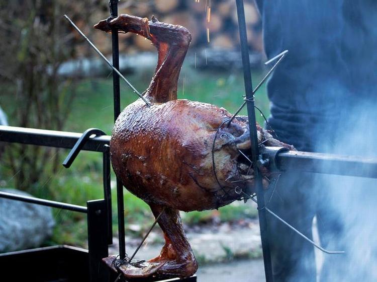 Langtidsgås. Gåsen skal have cirka 5 timer over bål, afhængig af temperatur, vind og vejr og ildmesterens intuition. 