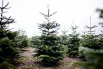 Frisk. Hvis du vil give juletræet de bedste betingelser for at holde sig så grønt, som da det stod i plantagen, bør du give det en kodimagnyl. 