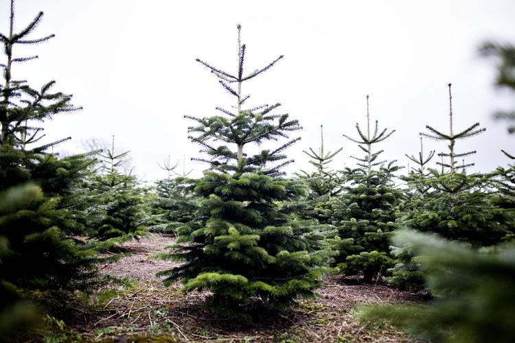 Frisk. Hvis du vil give juletræet de bedste betingelser for at holde sig så grønt, som da det stod i plantagen, bør du give det en kodimagnyl. 