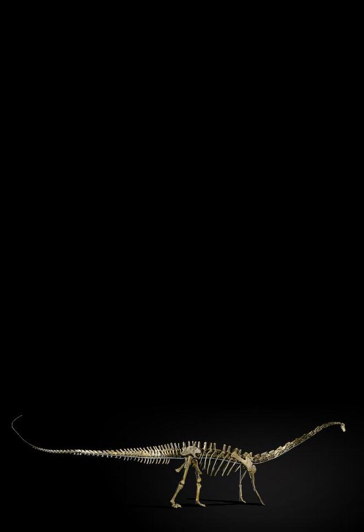 kæmpeøgle. Det kommende trækplaster på Statens Naturhistoriske Museum, det fossilerede skelet af en 17 meter lang dinosaurus af hunkøn med kælenavnet Misty, er udgravet i USA af private dinojægere. 
