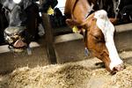 A new strain of MRSA has been found during a Cambridge University study of bacterial infections of cow's udders in Britain and Denmark. Archive.The cows in the picture are unrelated to the story. 