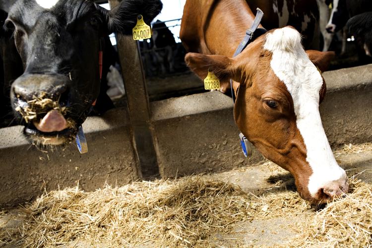 A new strain of MRSA has been found during a Cambridge University study of bacterial infections of cow's udders in Britain and Denmark. Archive.The cows in the picture are unrelated to the story. 