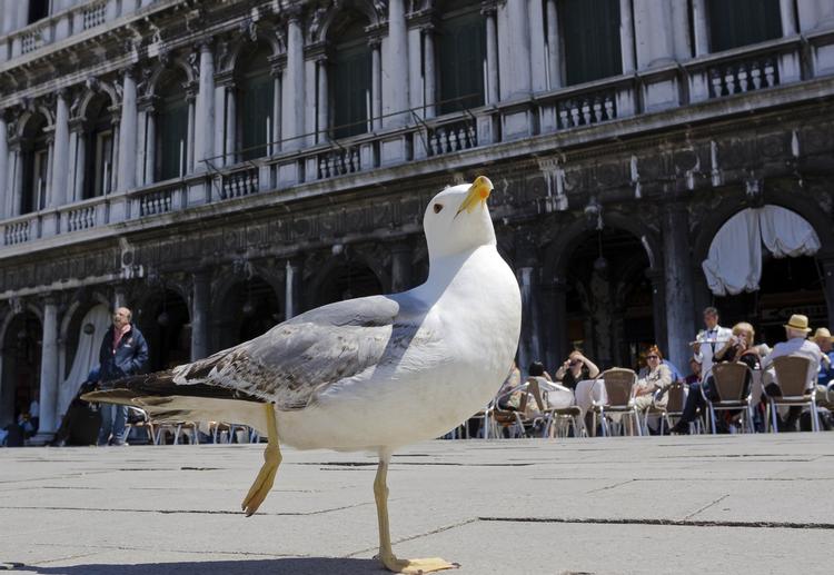 'Tagged' Mågen her er formentlig blevet foreviget sammen med mange duer på Markuspladsen i Venedig og lagt på Facebook af rejselystne brugere. 