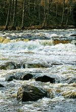 Vand. Bogen er rig på billeder af naturen både over og under vandet. 