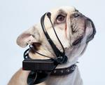 FORSTÅELSE. Billedet herover viser en prototype af NSIDs hunde-headset 'No More Woof', der kan oversætte hundens tanker for dig (Foto: NSID/PR-foto) 