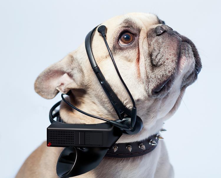 FORSTÅELSE. Billedet herover viser en prototype af NSIDs hunde-headset 'No More Woof', der kan oversætte hundens tanker for dig (Foto: NSID/PR-foto) 