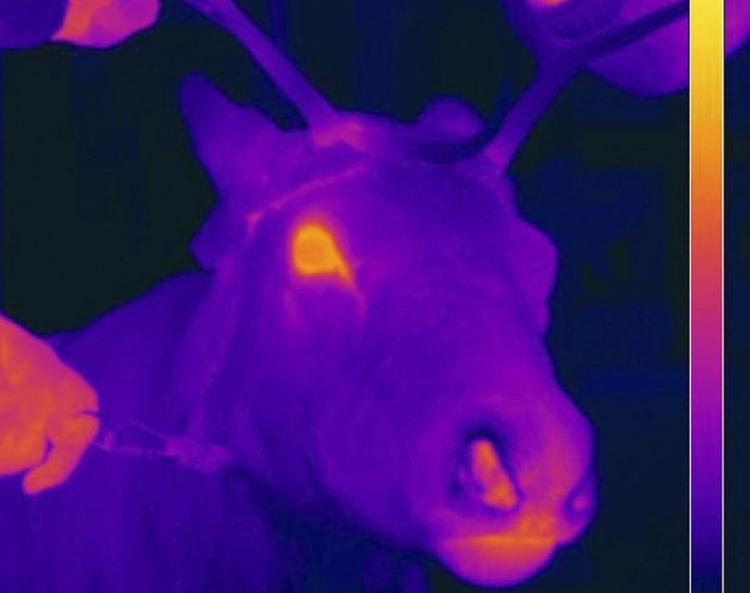 Rødnæset. Rudolf med den røde tud, har fået navnet af, at rensdyrs næser bliver røde, når de er fysisk aktive. 