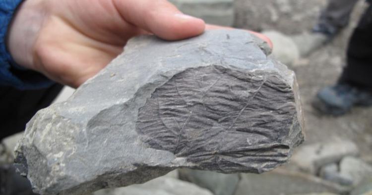 Fossiljagt. På Svalbard kan man tage på fossiljagt på en gletsjer og finde sten med mønstre fra blomster, grene og andre planter. 