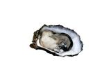 Østerskender. Lær et par tips fra en østerekspert, så du kan føre dig frem til nytår. 