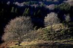 Affolkning. Stilhed og natur er ikke nok - folk flytter fra land til by. »Der har de seneste fire-fem år været en historisk stor befolkningsbevægelse fra land mod by«, siger Niels Rønholt, seniorøkonom i Jyske Bank. Samlet sker der nu en fraflytning fra 63 af 98 kommuner svarende til, at der sker en fraflytning fra 83 procent af Danmarks areal.  - Foto: 