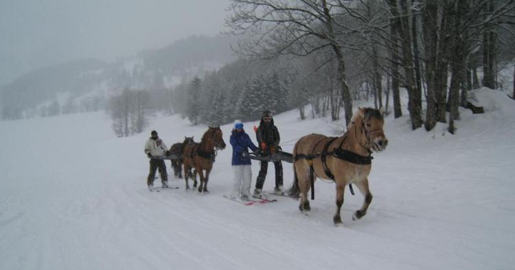 Geled. Hestene skal kende deres pladser i karavanen, men stikker af og til snuden for langt frem. 
