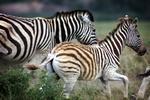 Zebrabøf. Fynboer har smag for eksotisk kød på nytårsmenuen i år. 