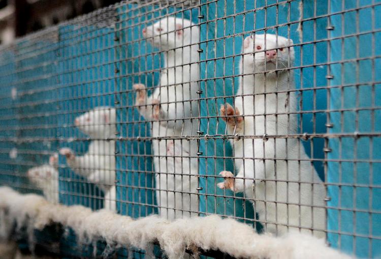 Forretning. Minkbranchen beskæftiger 6.000 mennesker i Danmark og eksporterer for 13 milliarder kroner. 