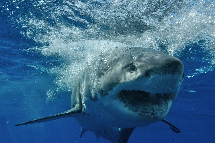 OPHÆVET. Den store hvide haj med dødens gab er fra i næste uge ikke længere fredet i det vestlige Australien, men penge værd for fiskerne, der dræber den. 